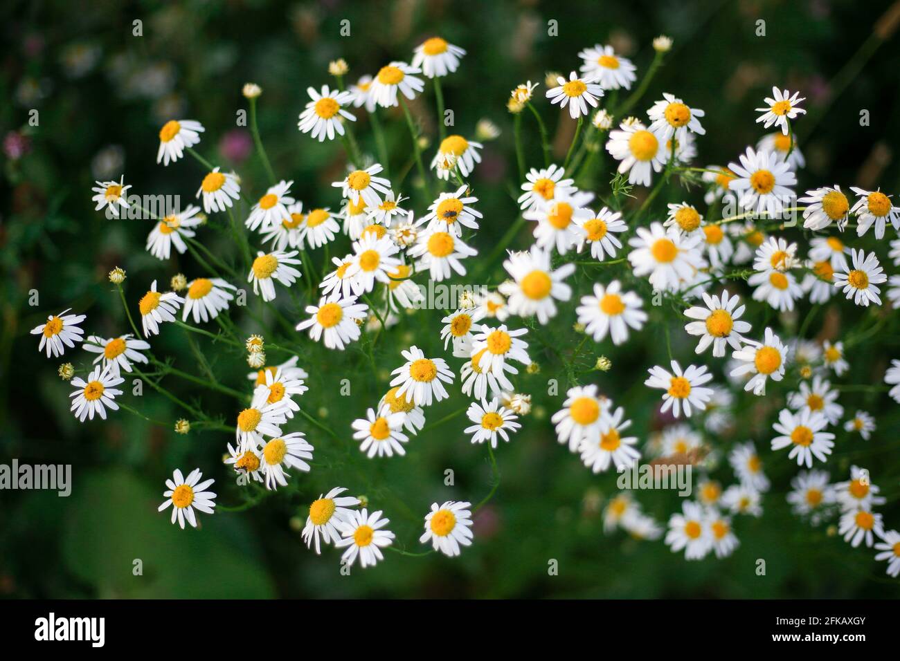 Field daisies in the wild. Flowers with white petals. Stock Photo