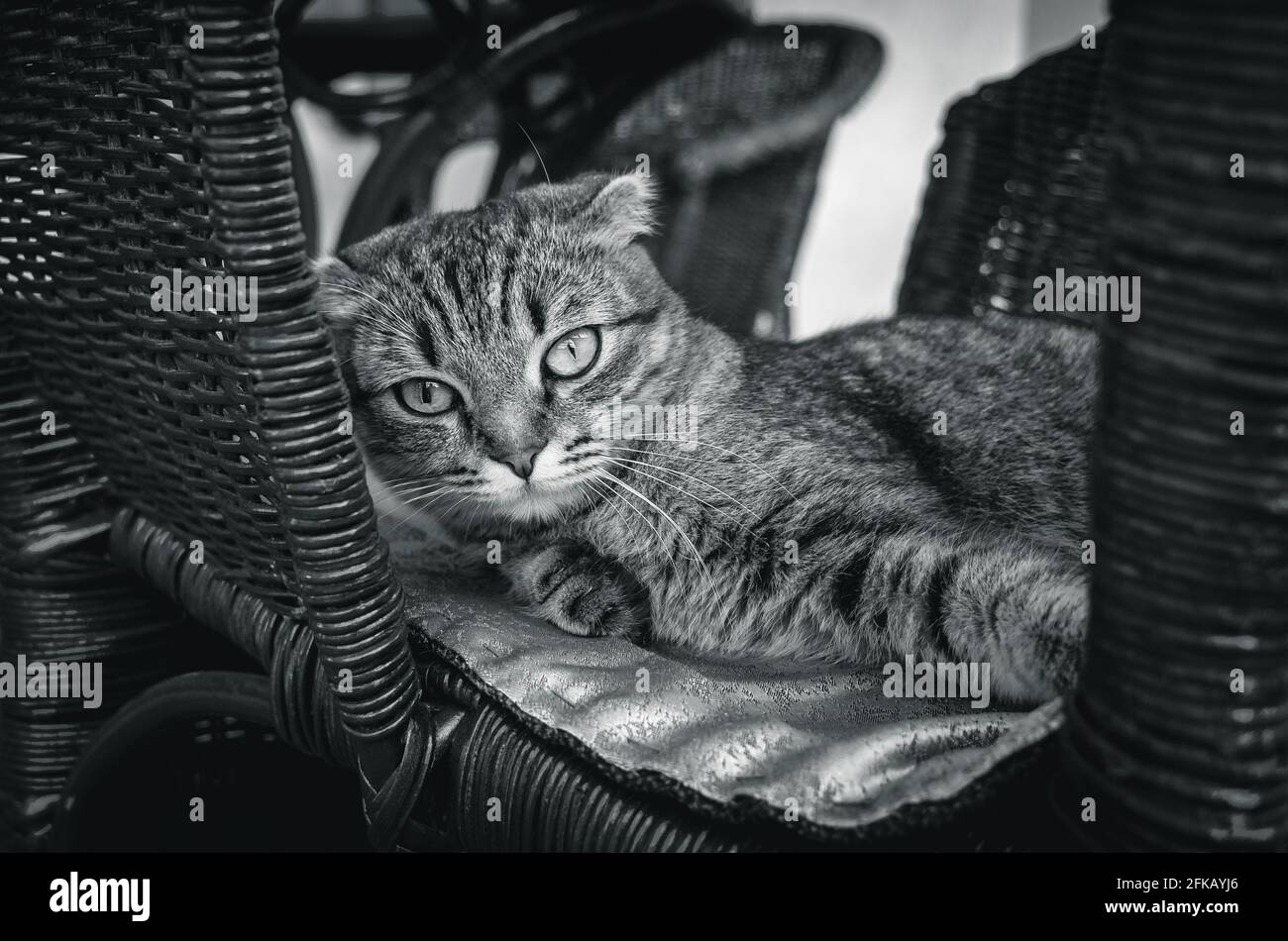 Cute cat lying on a chair and staring you in the eye. Black and white ...