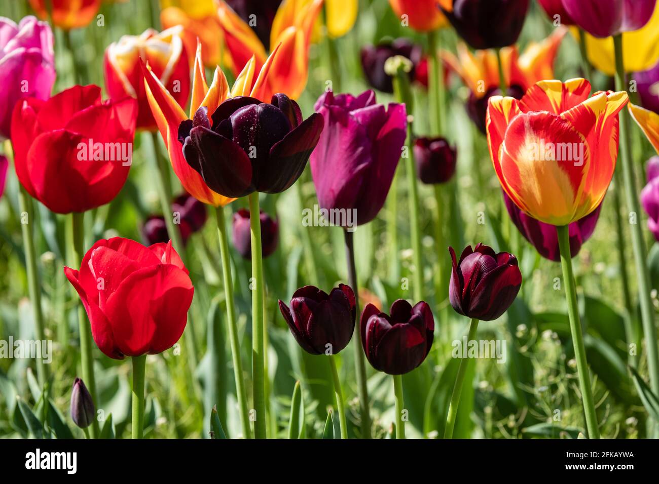 Tête de tulipes hi-res stock photography and images - Alamy