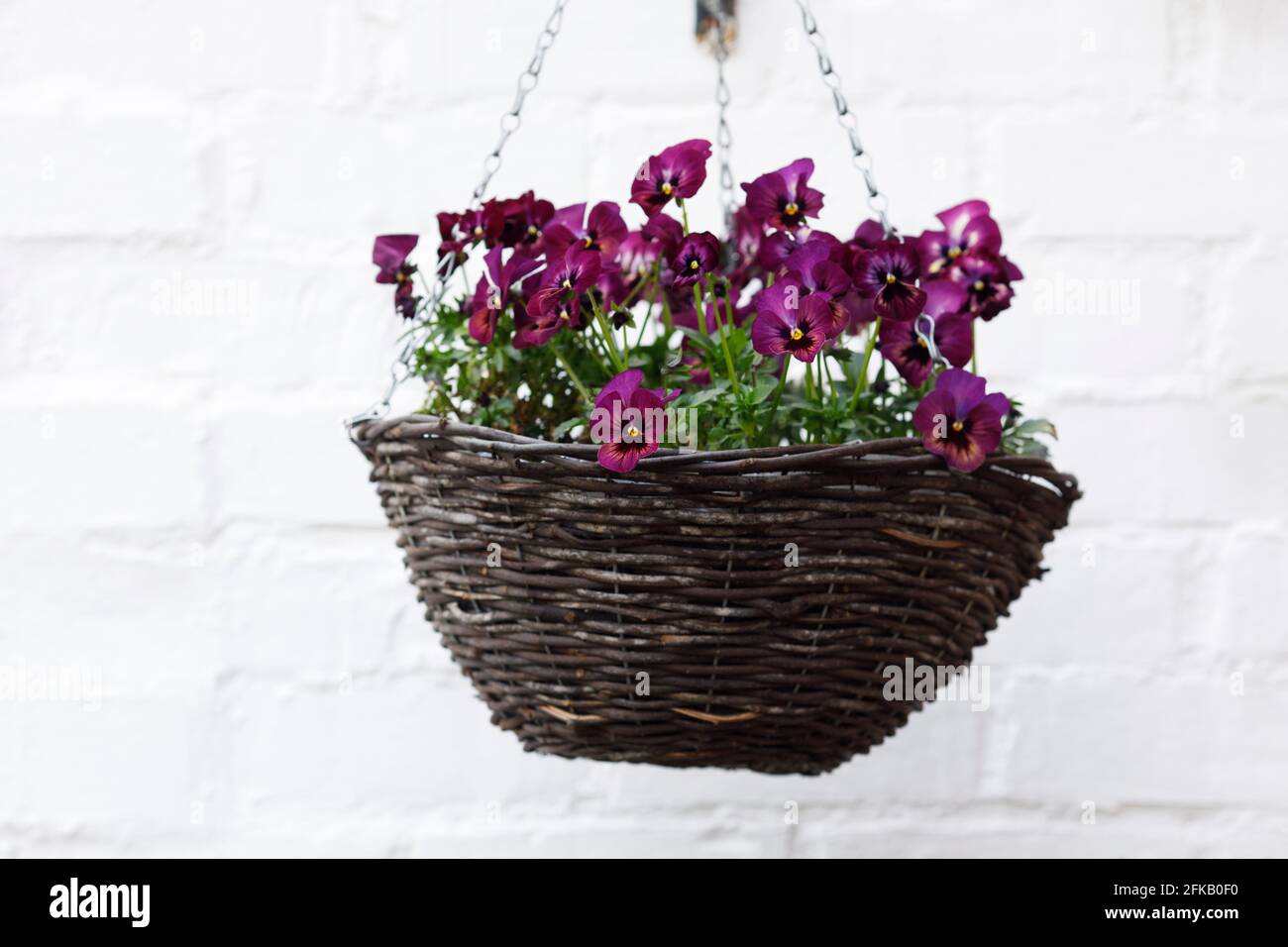 Pansies basket hires stock photography and images Alamy