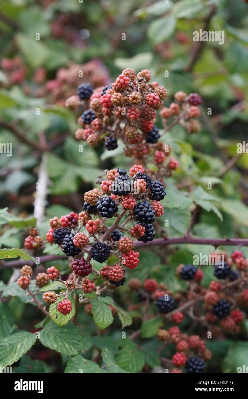 Rubus fructicosus. Blackberries ripening in the hedgerow. Stock Photo