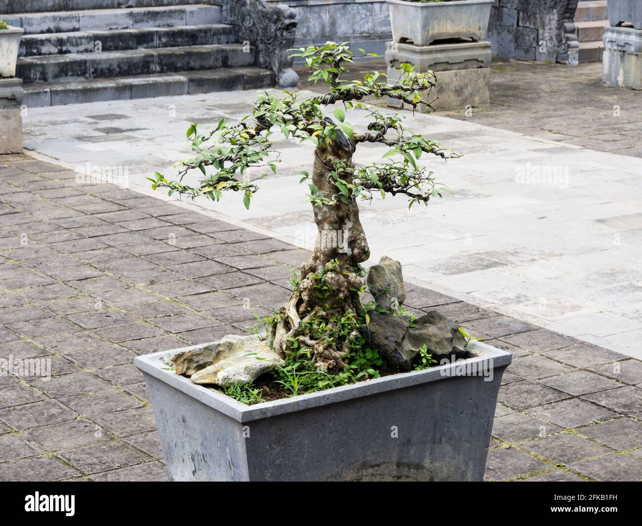 Bonsai tree in Vietnamese temple Stock Photo Alamy