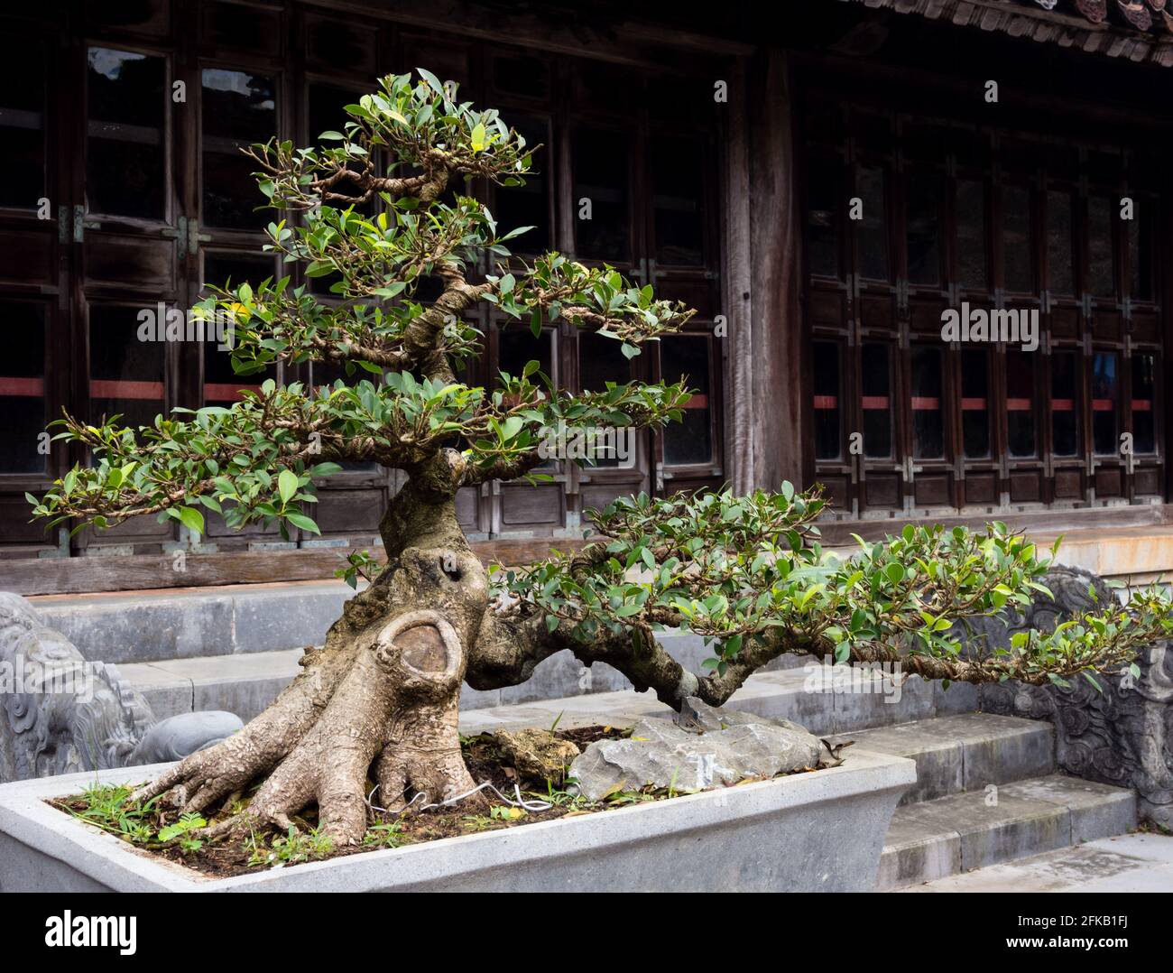 Bonsai tree in Vietnamese temple Stock Photo Alamy