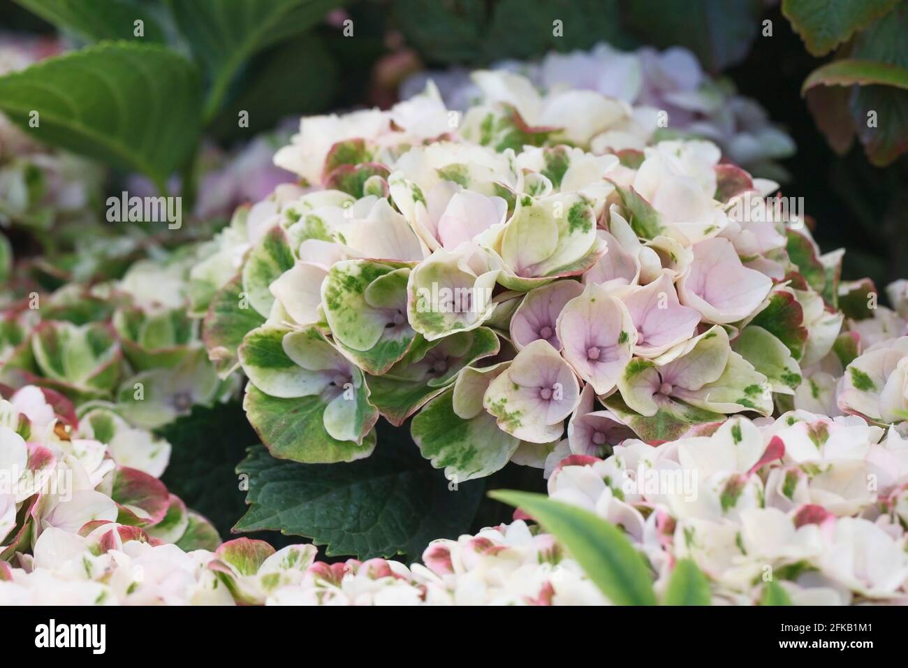 Hydrangea macrophylla 'Magical Revolution' flowers. Stock Photo