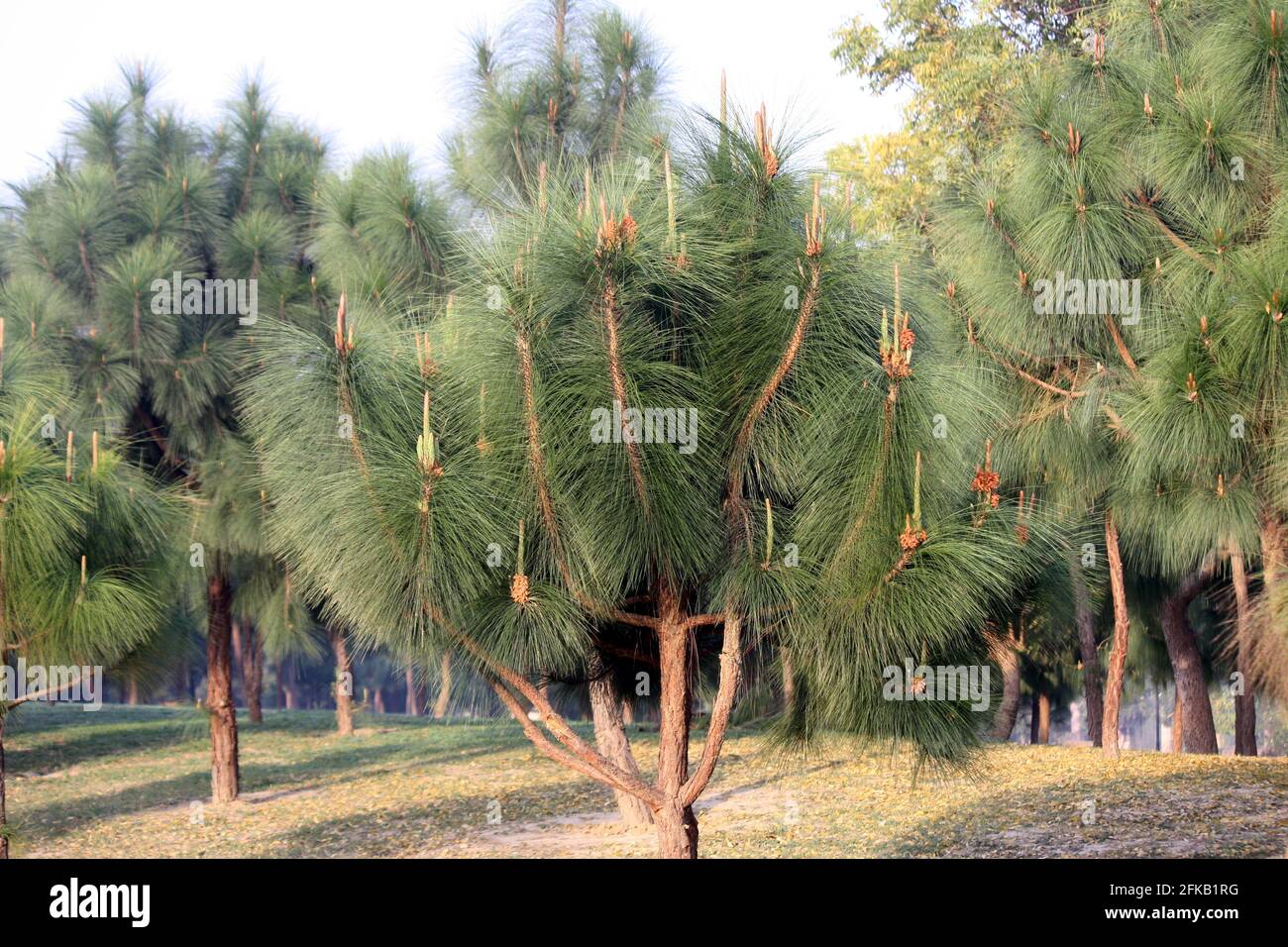 Lush green Chir Pines (Pinus roxburghii) with immature cones Stock Photo
