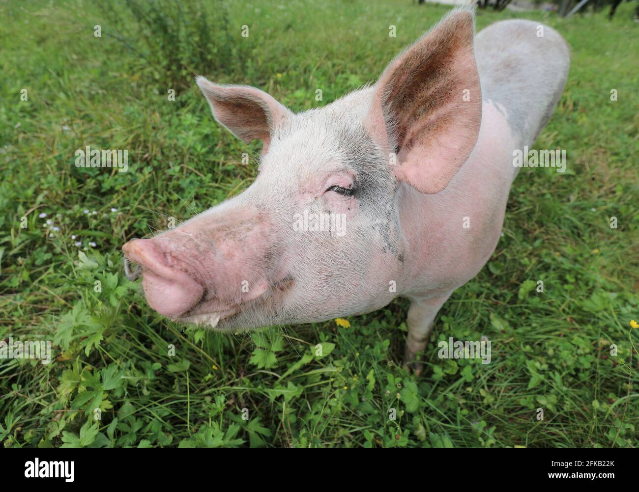 Big black pig hi-res stock photography and images - Alamy
