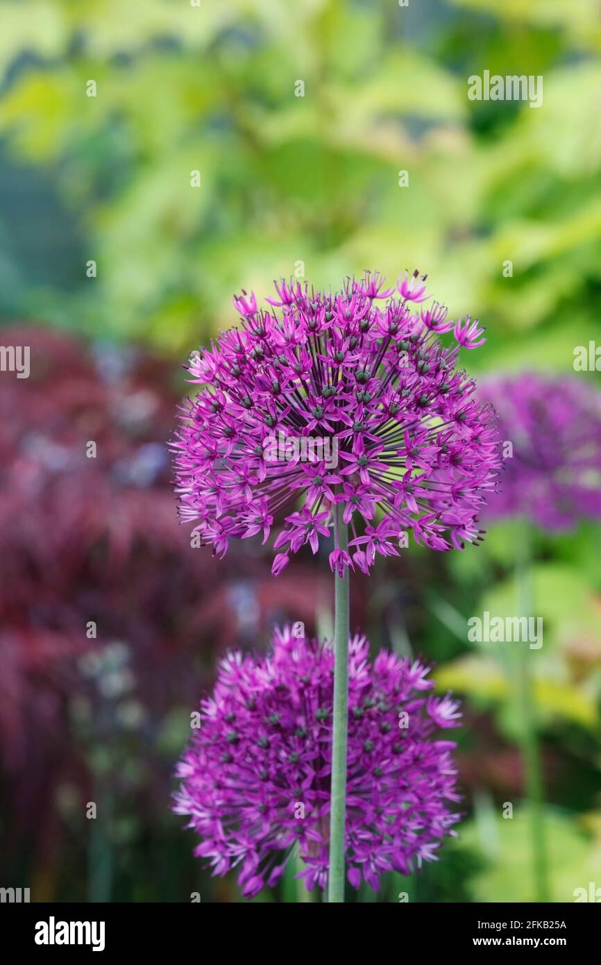 Allium 'Purple Sensation' in an English cottage garden. Stock Photo
