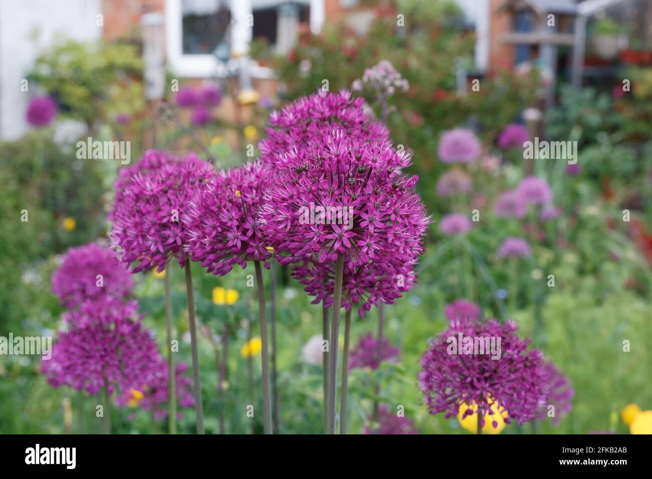 Allium 'Purple Sensation' in an English cottage garden. Stock Photo