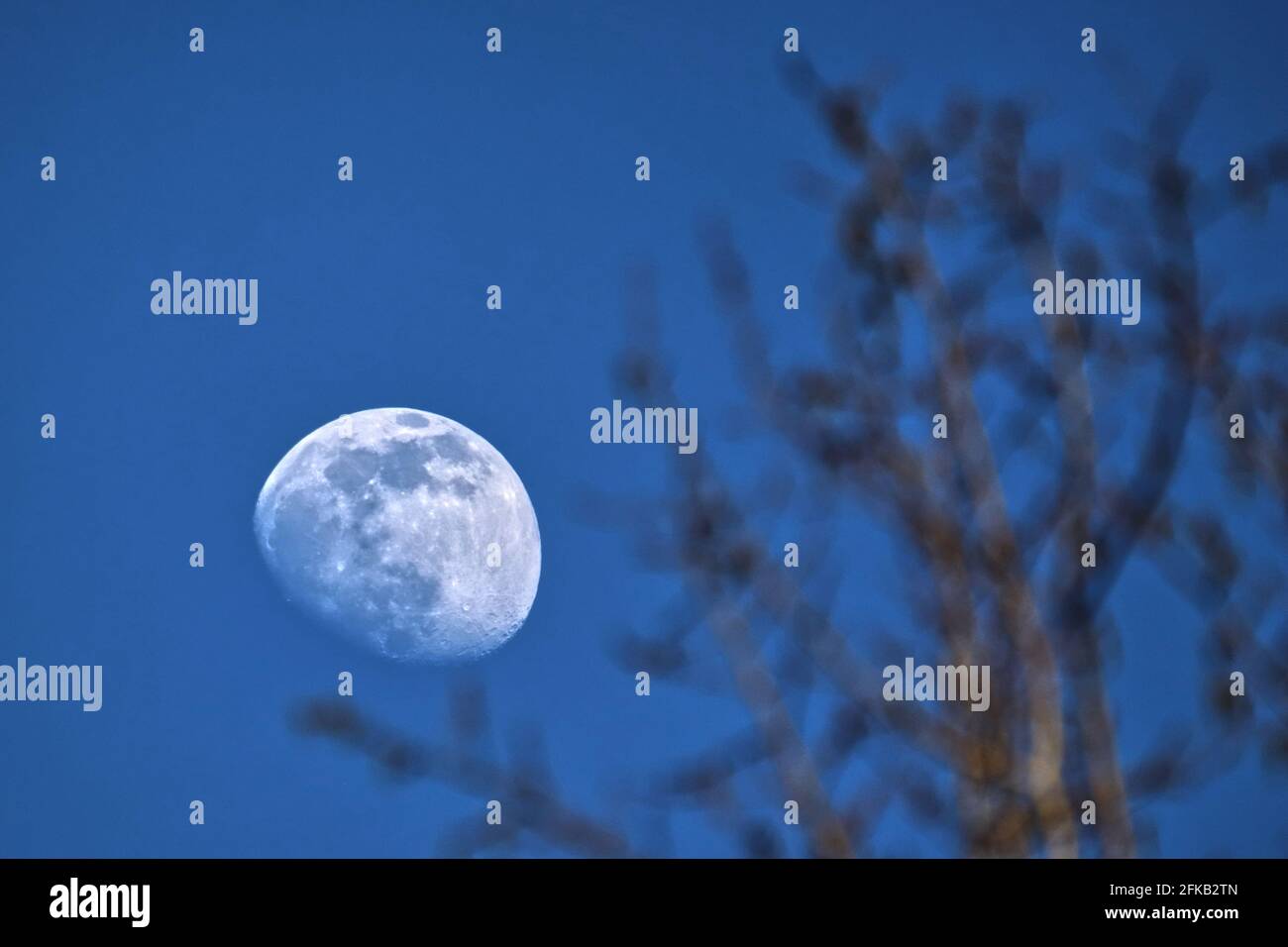 scenice view of the moon behind twigs and branches at night Stock Photo