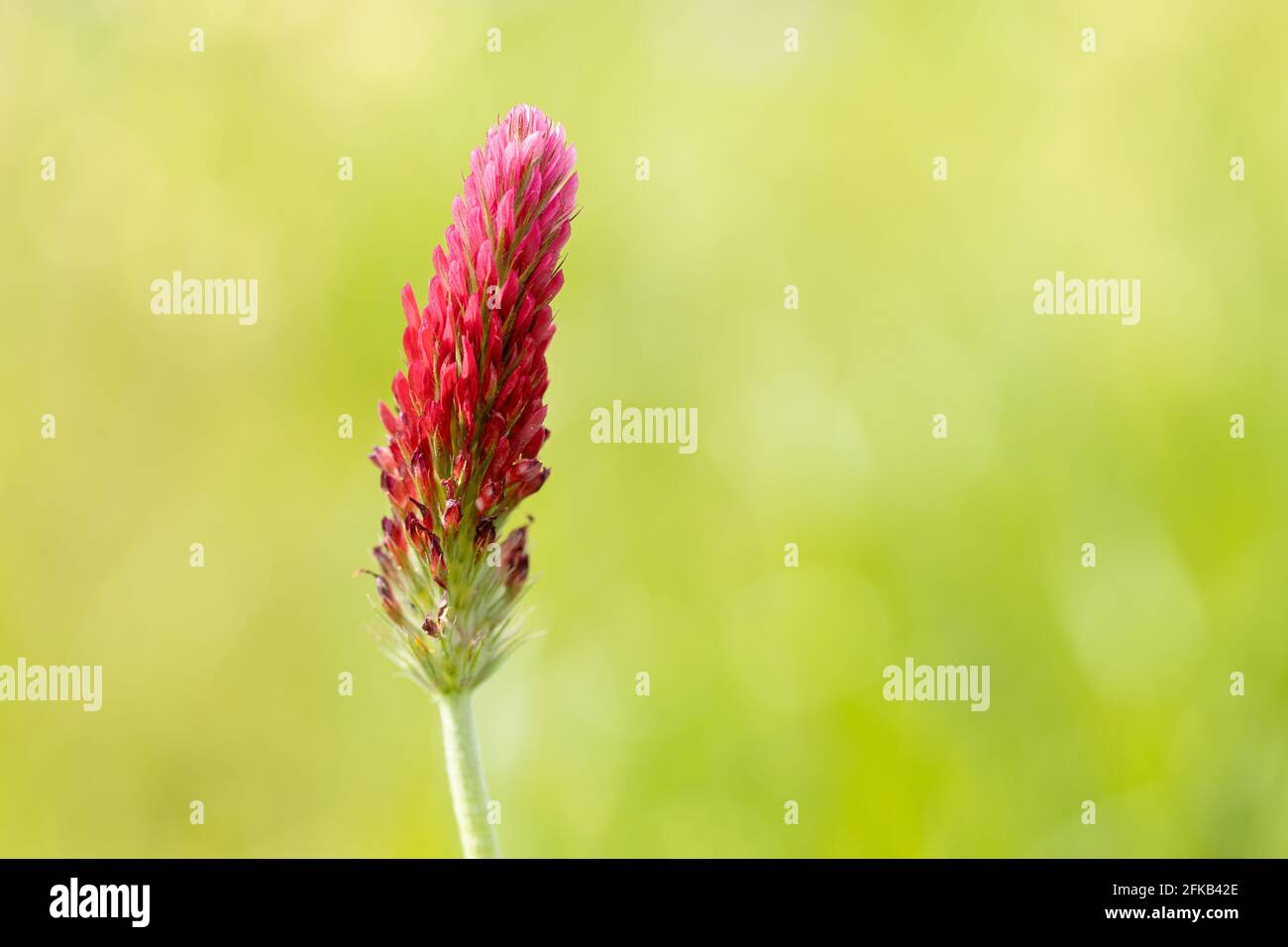 Close up of Crimson clover or italian clover flower head isolated on outdoors. Trifolium incarnatum L. Stock Photo