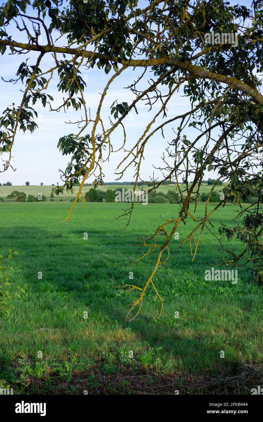 Landscape with green grass and blue sky Stock Photo - Alamy