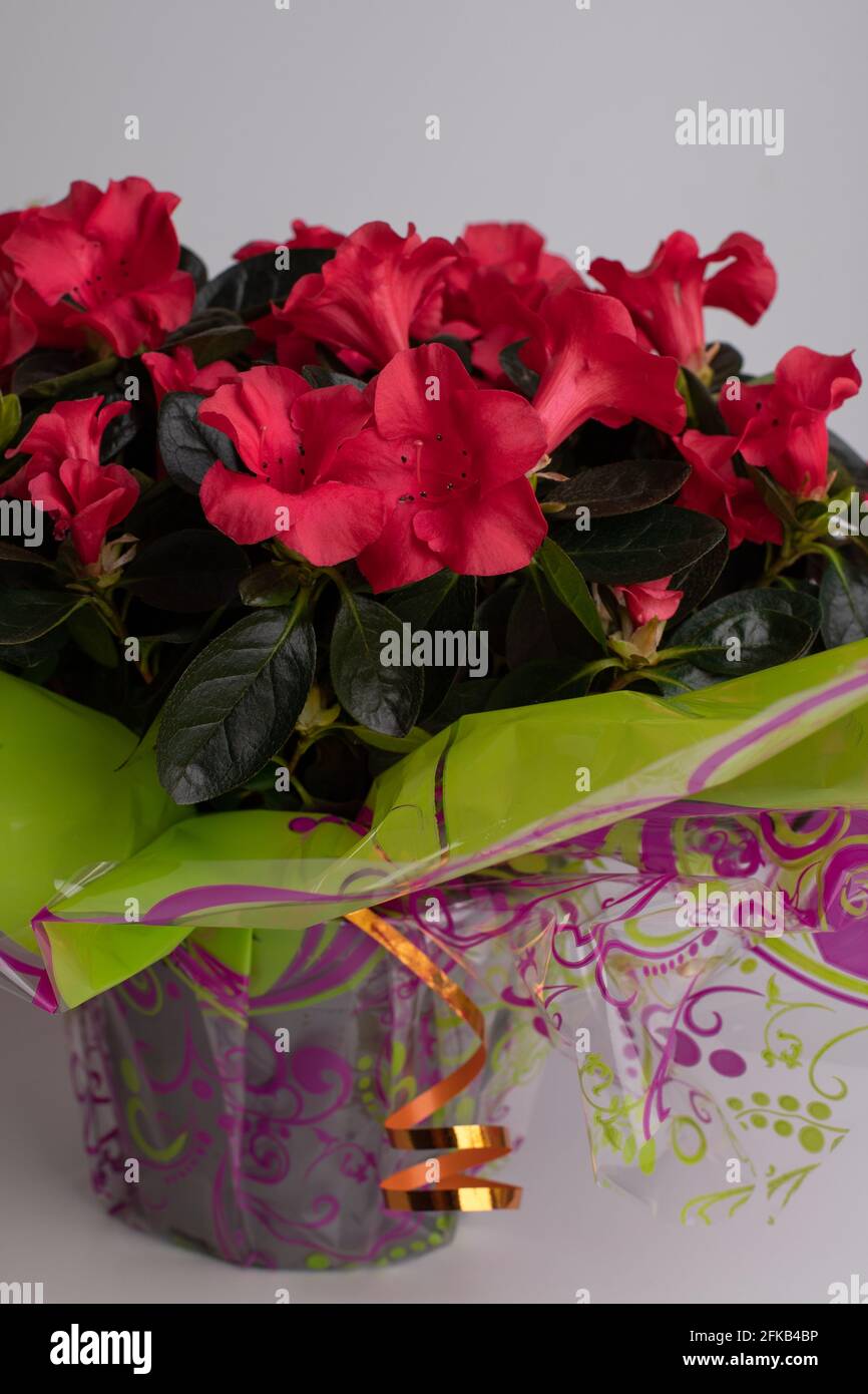 Indoor plant Azalea pink. Flower in a pot. Gift for loved ones Stock Photo