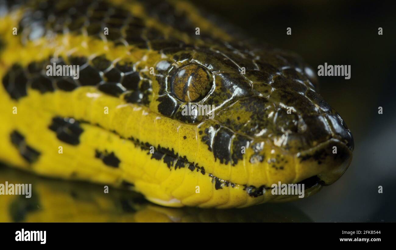 Closeup shooting of boa anaconda with head Stock Photo Alamy