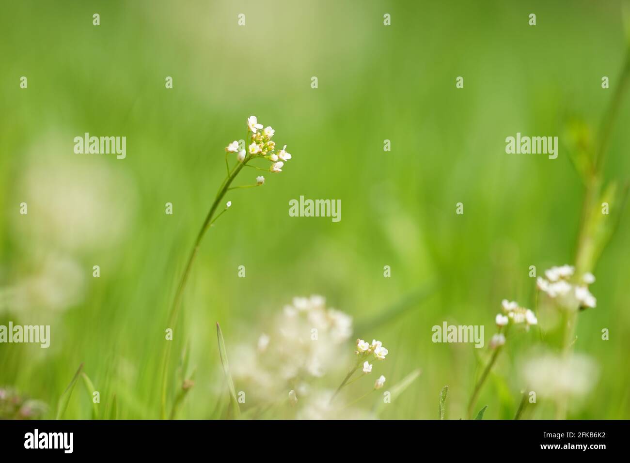 Lovely small white flowers grow in spring green grass. Stock Photo