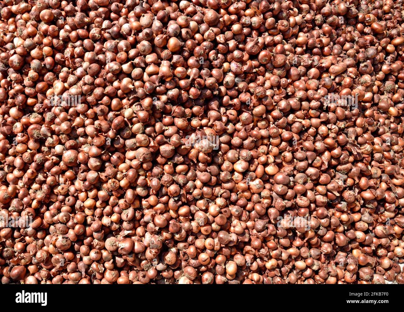 Onion texture hi-res stock photography and images - Alamy