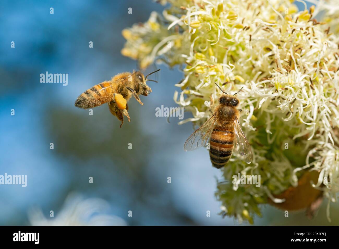 Italy, Lombardy, Crema, Bee Gathering Pollen on Manna Ash Tree Stock Photo  - Alamy
