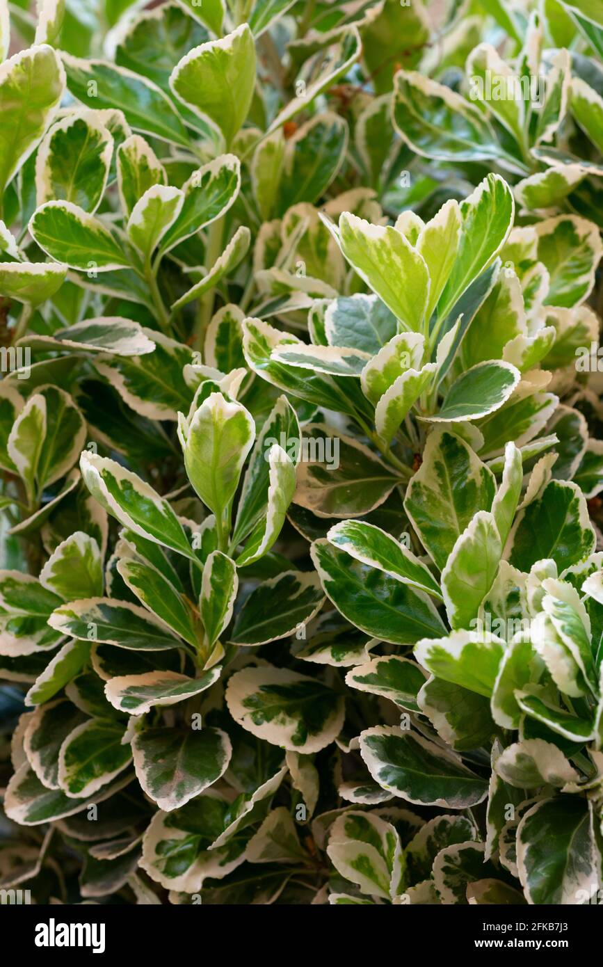 Euonymus Fortunei, Emerald Gaiety, Leaves Stock Photo