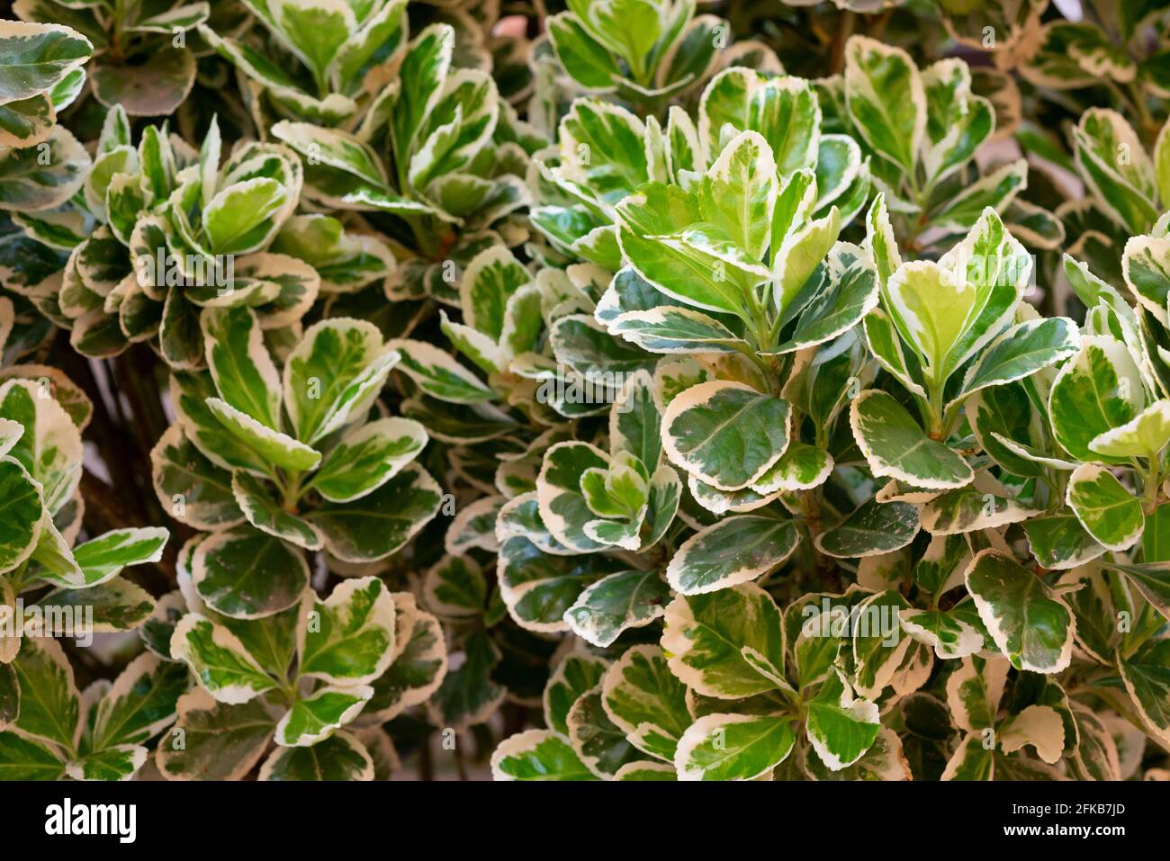 Euonymus Fortunei, Emerald Gaiety, Leaves Stock Photo