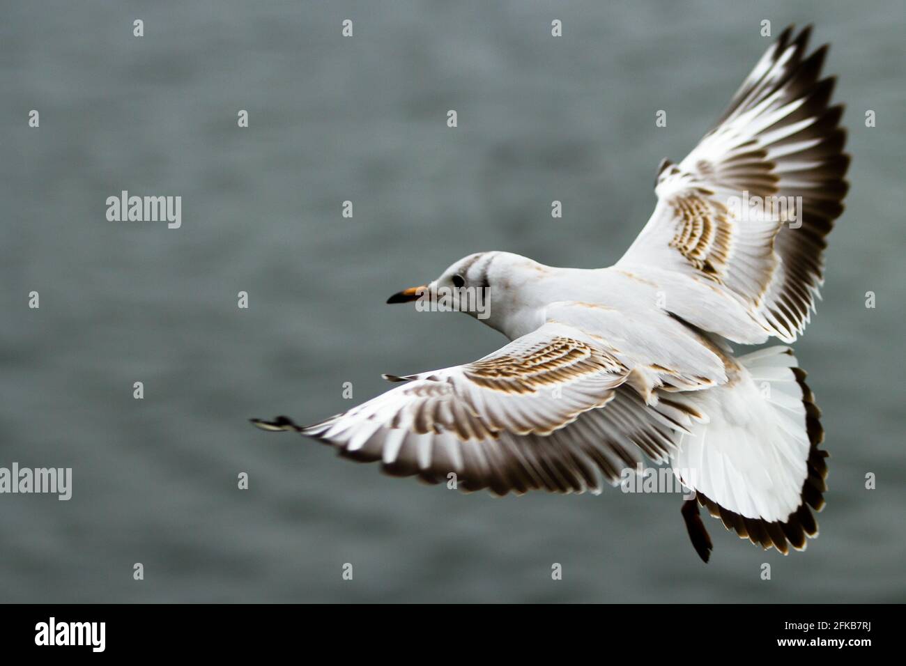 A bird flying over a body of water Stock Photo