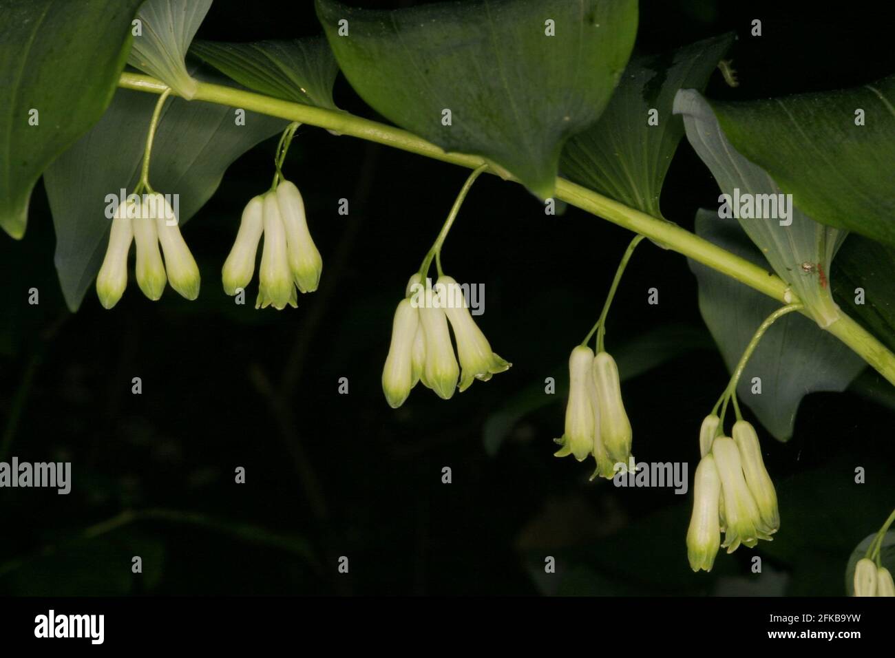 Eurasian soloman's-seal, Solomon's seal, David's harp, ladder-to-heaven ...