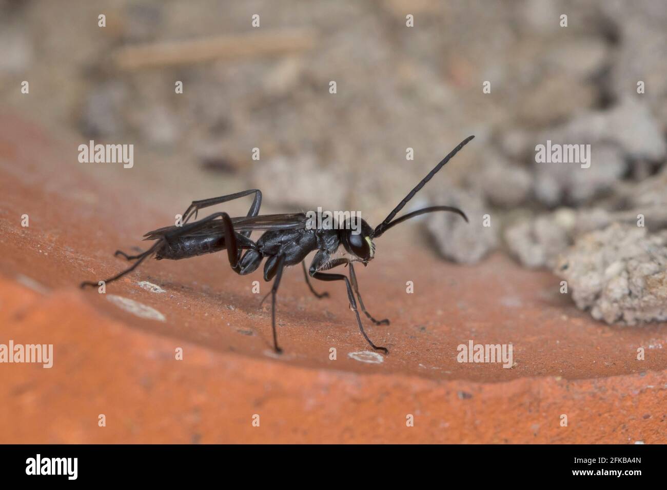 spider wasp, pompilid wasp (Auplopus carbonarius, Pseudagenia carbonaria), male, Germany Stock Photo