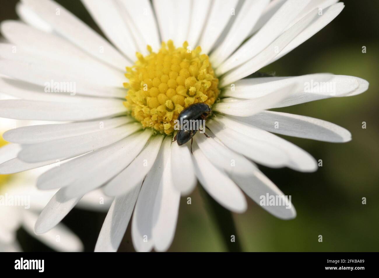 common daisy, lawn daisy, English daisy (Bellis perennis), flower head with beetle, Austria Stock Photo