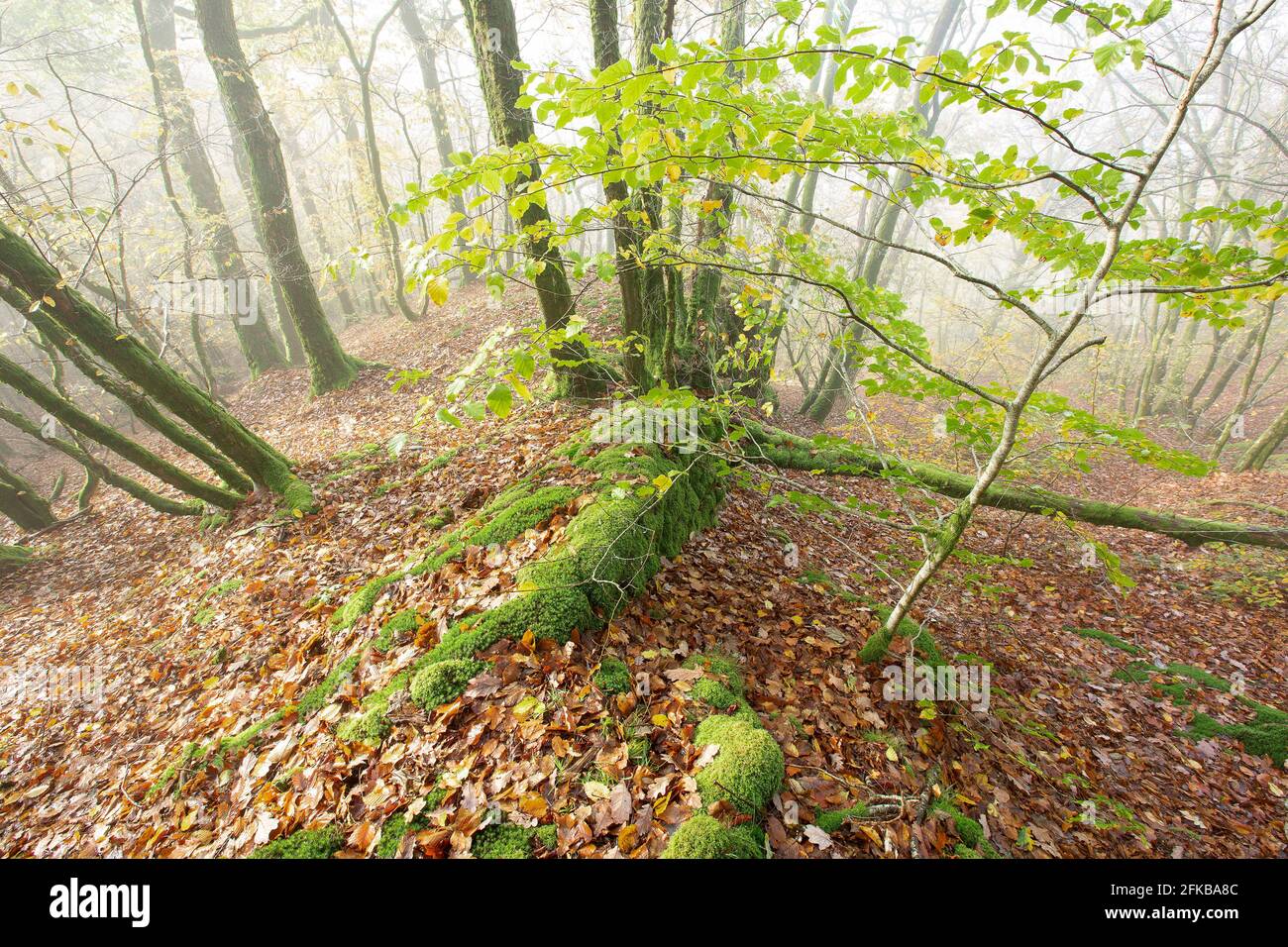 mist in mixed forest in Cugnon, Belgium, Ardennes, Vallei van de Semois Stock Photo