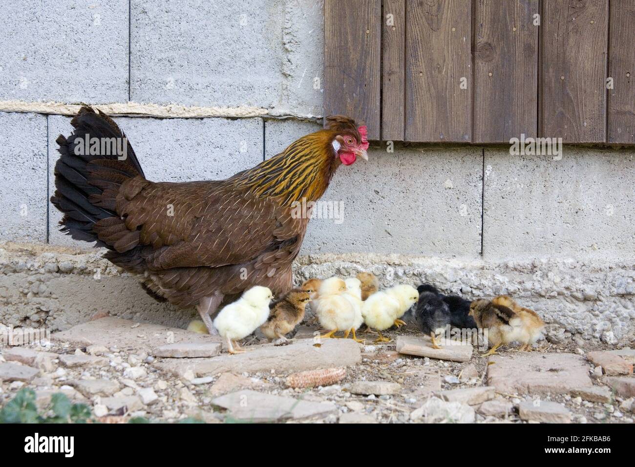domestic fowl (Gallus gallus f. domestica), hen with chicks at a stable, Austria Stock Photo