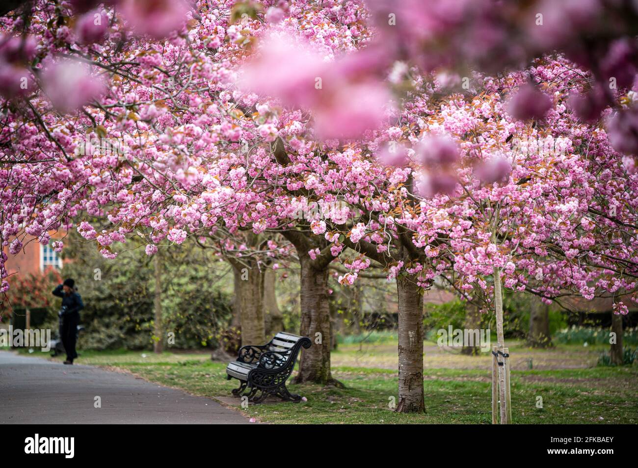 Cherry Blossoms in Greenwich Park, London Stock Photo Alamy
