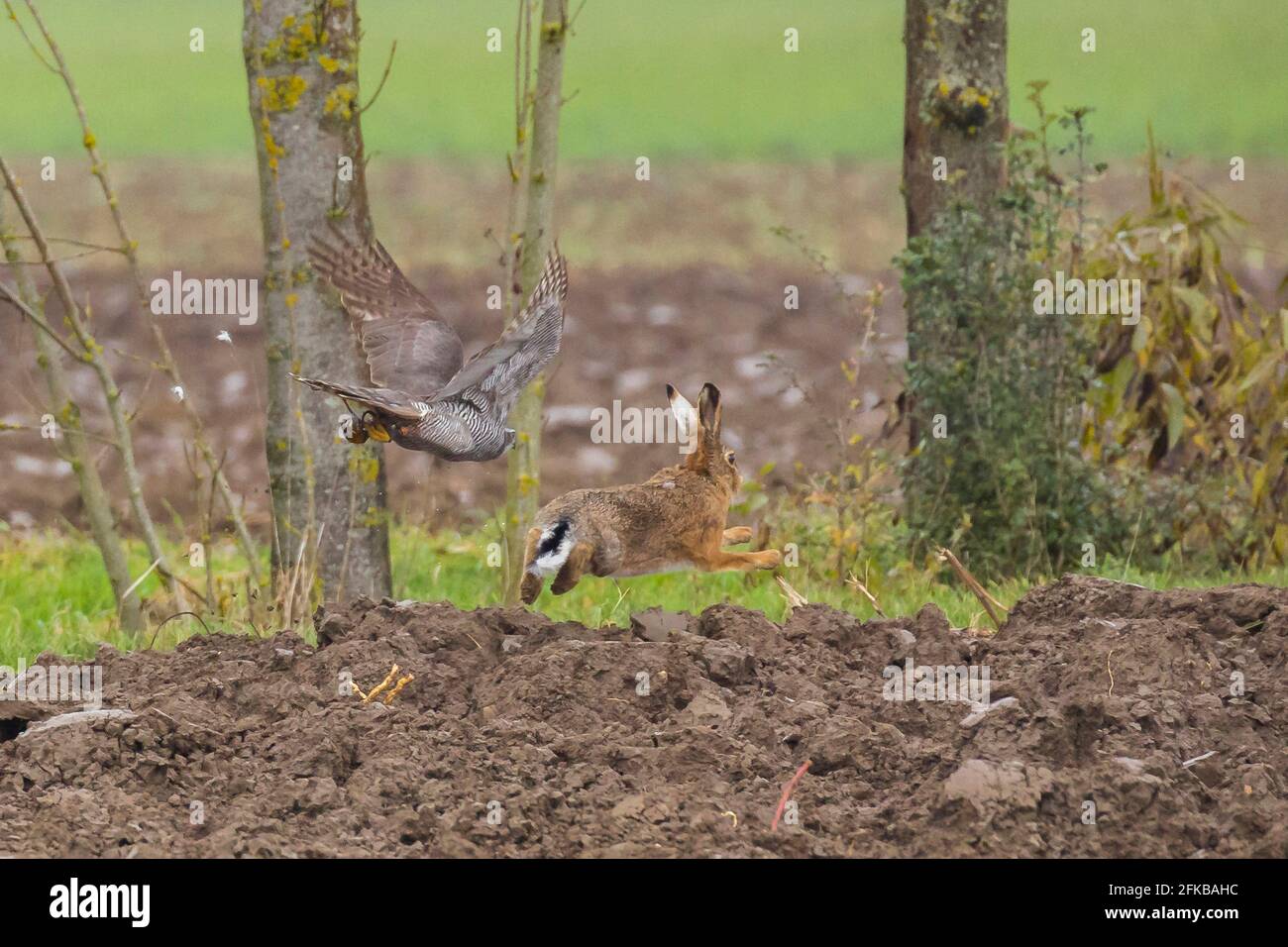northern goshawk (Accipiter gentilis), chasing a brown hare, brown hare escapes successfully, falconry, Germany, Bavaria, Niederbayern, Lower Bavaria Stock Photo