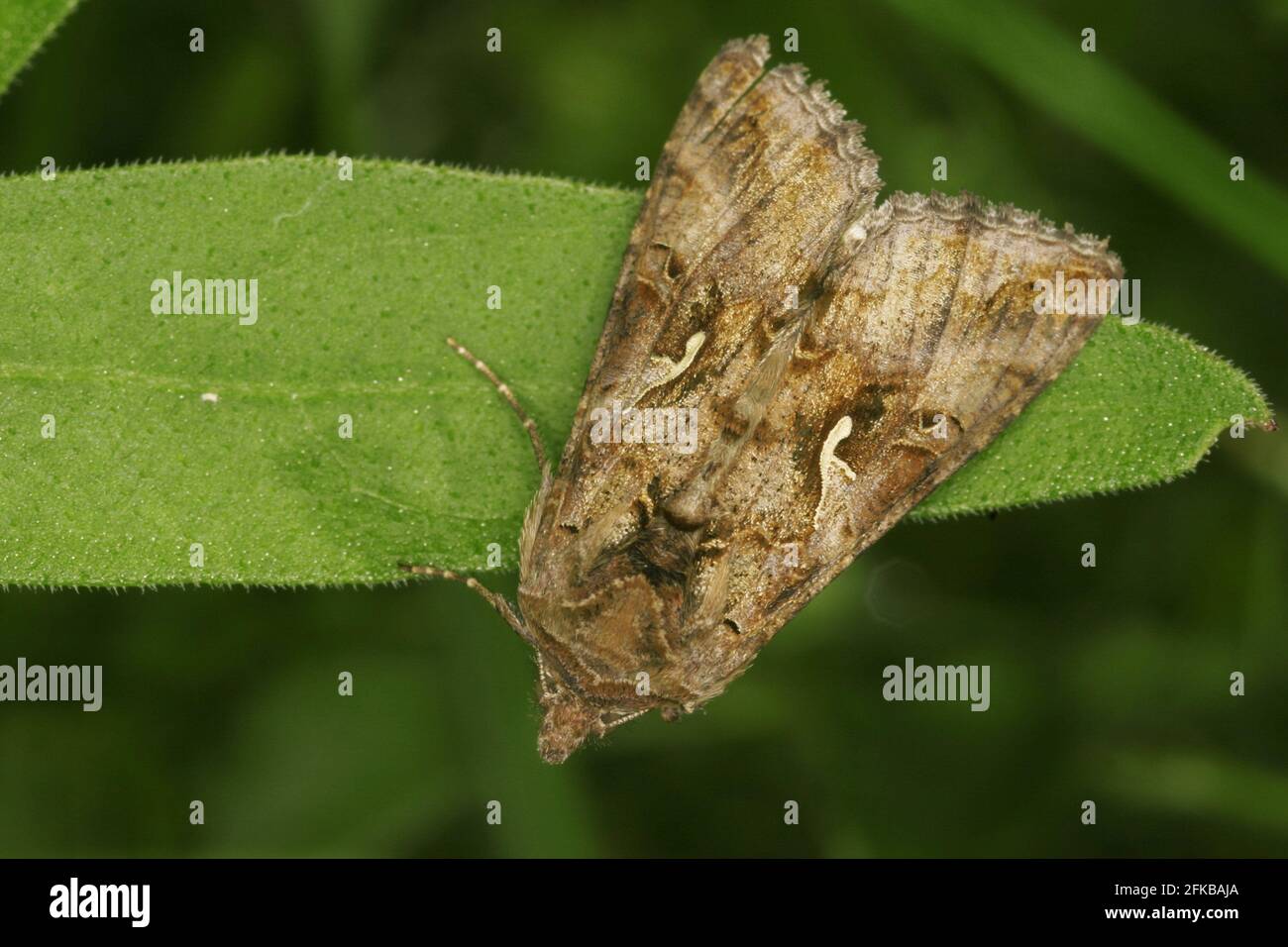 Insect moth silver y autographa gamma europe hi-res stock photography ...