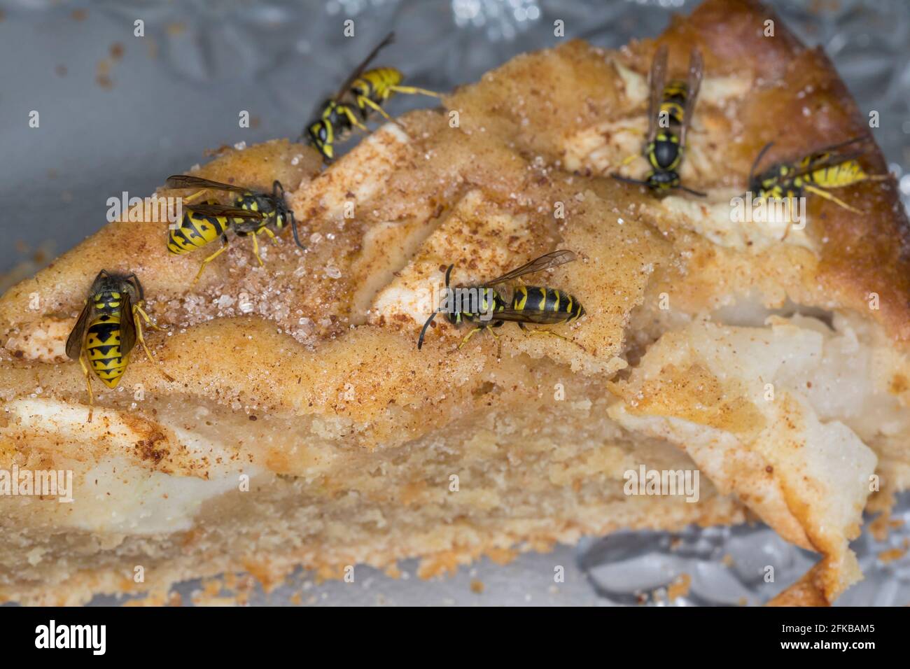 common wasp (Vespula vulgaris, Paravespula vulgaris), wasps eating from an apple cake, Germany Stock Photo