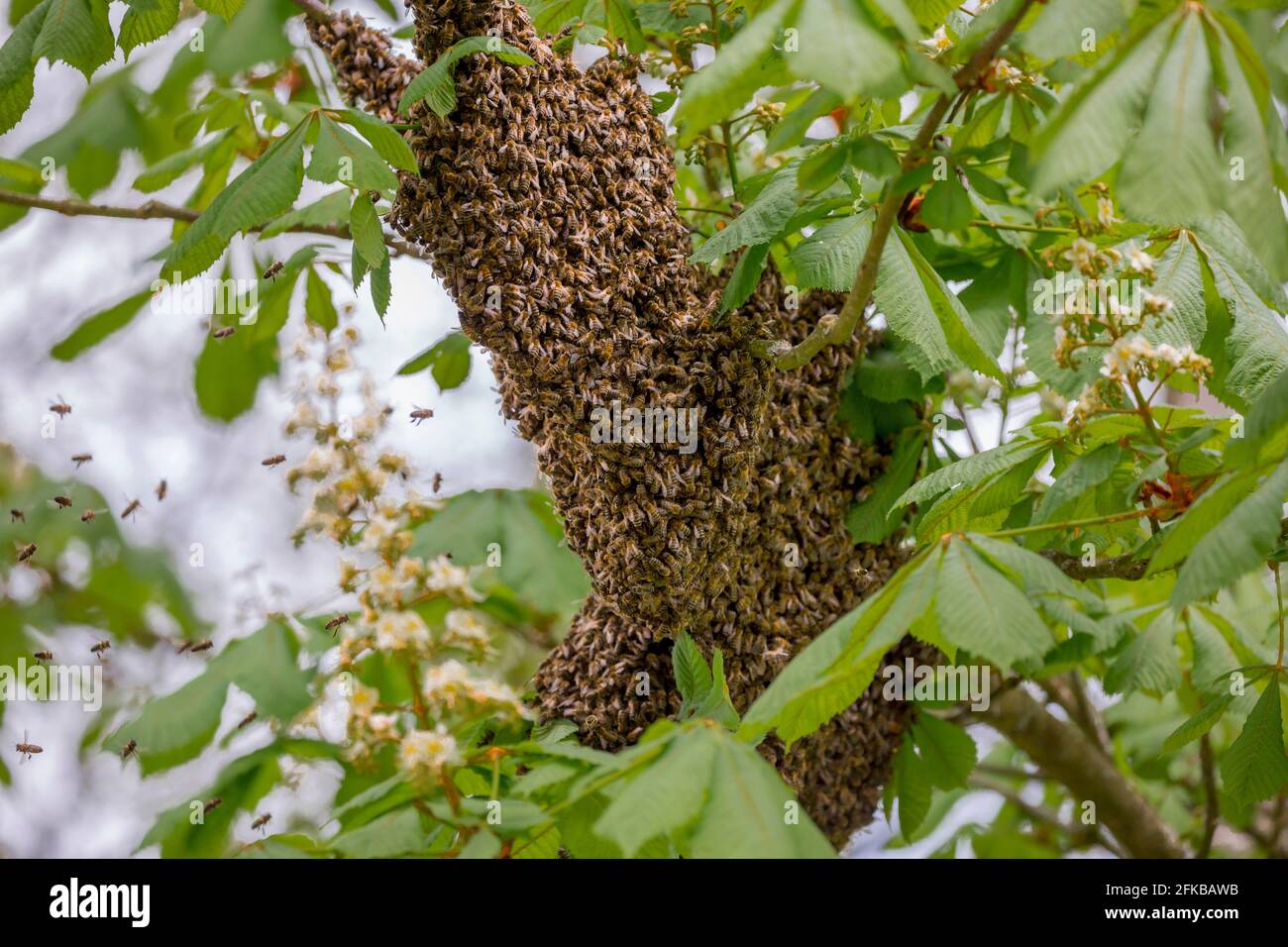Bee Hive Tree Hi-Res Stock Photography And Images - Alamy