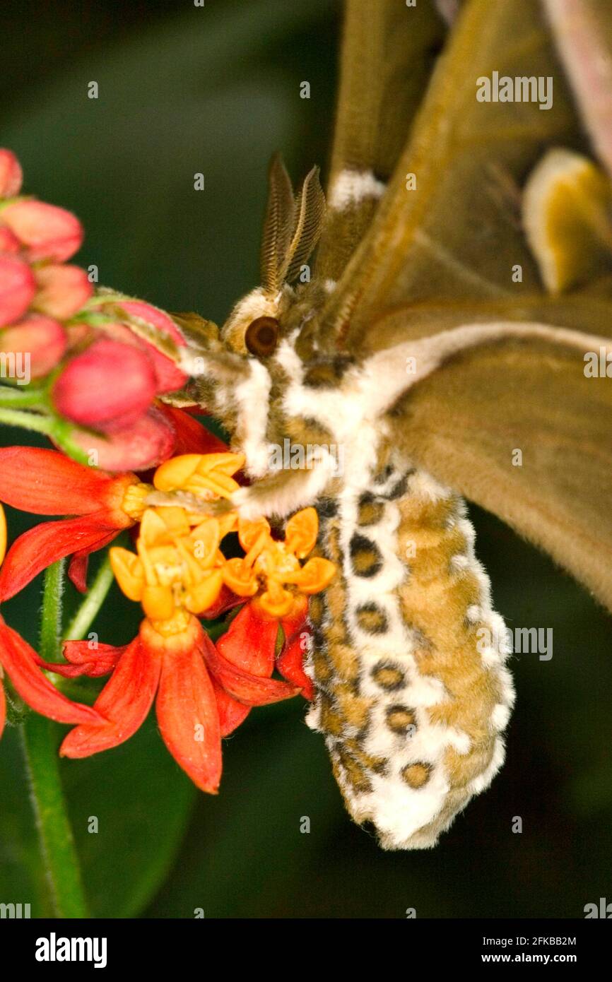 Cynthia silkmoth, ailanthus silkworm (Philosamia cynthia, Samia cynthia, Platysamia cynthia), sitting at a red blossom, side view Stock Photo