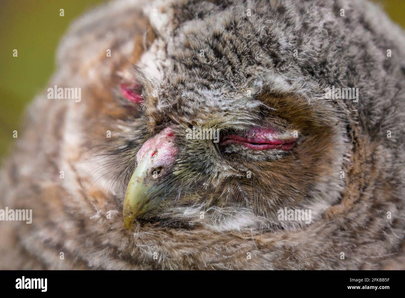 Eurasian tawny owl (Strix aluco), squab, juvenile, Portrait, Germany, Bavaria, Niederbayern, Lower Bavaria Stock Photo
