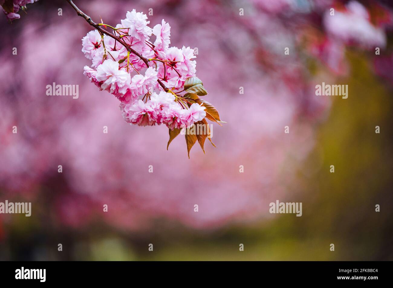 Cherry Blossoms in Greenwich Park, London Stock Photo Alamy