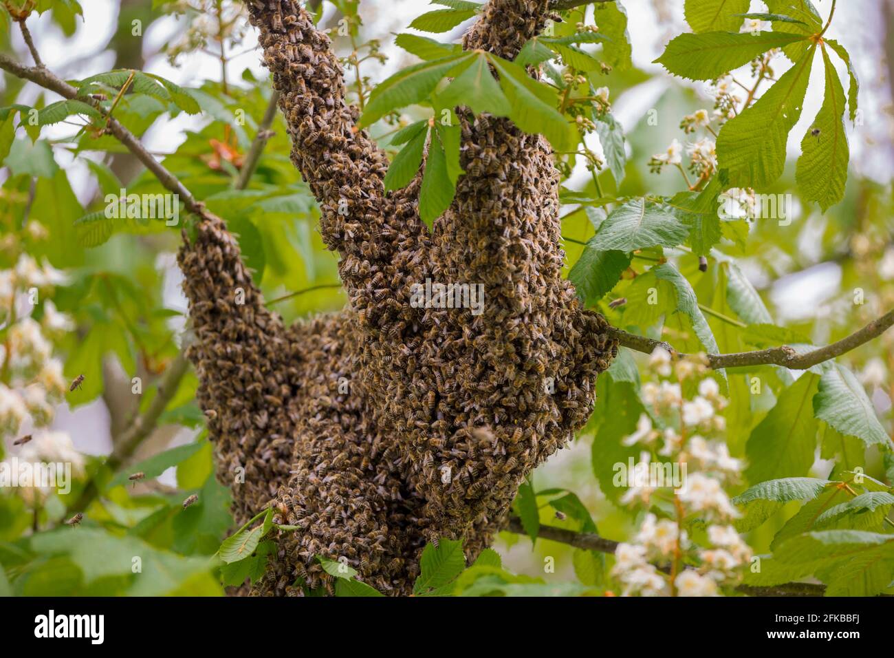 honey bee, hive bee (Apis mellifera mellifera), bee swarm on a tree in shape of a sloth, Germany, Bavaria, Niederbayern, Lower Bavaria Stock Photo