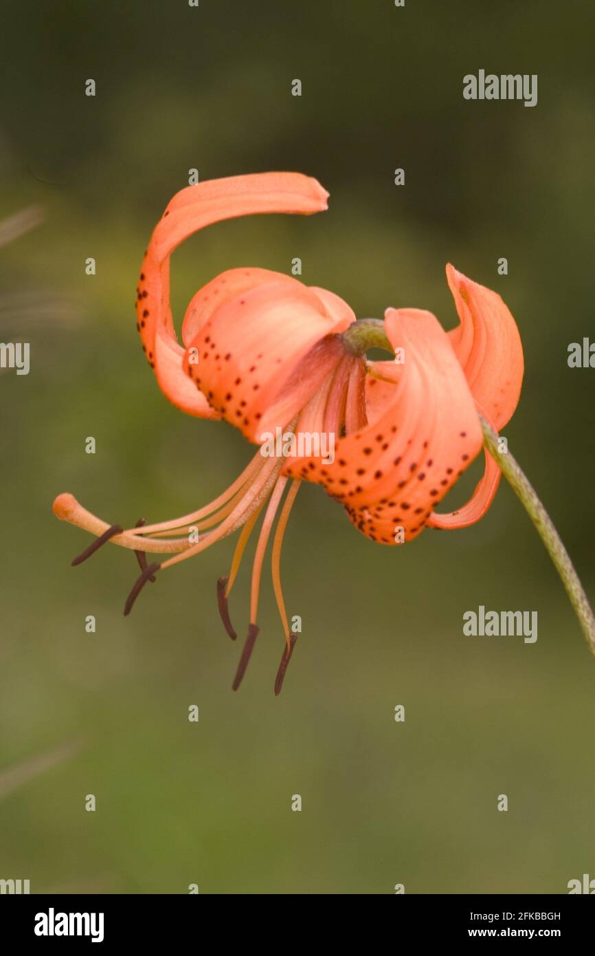 David's Lily (Lilium davidii), flower Stock Photo