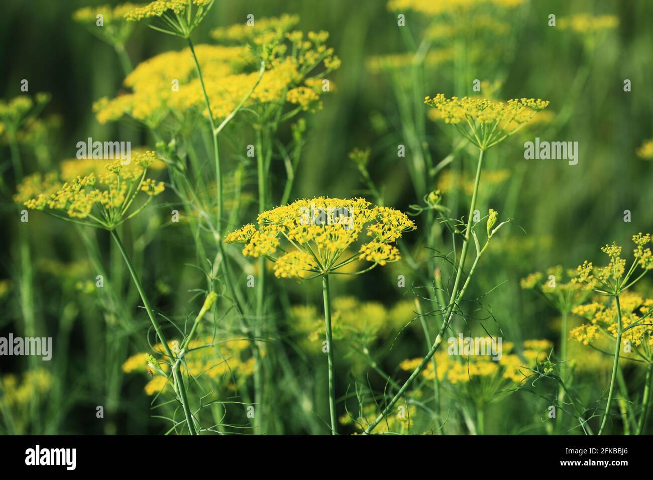 Dill graveolens) is a shortlived perennial herb. It is the