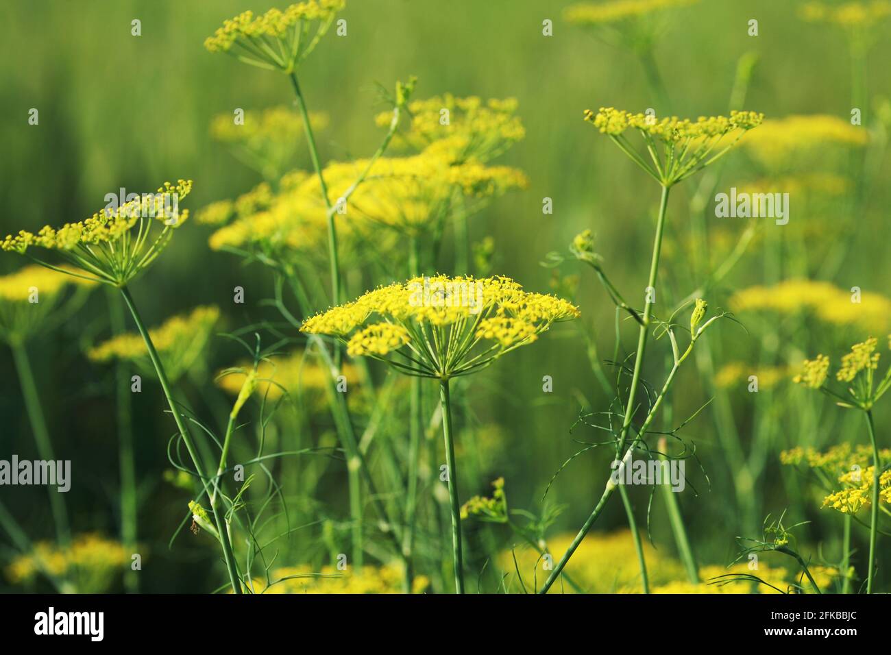 Dill (Anethum graveolens) is a short-lived perennial herb. It is the sole species of the genus Anethum Stock Photo
