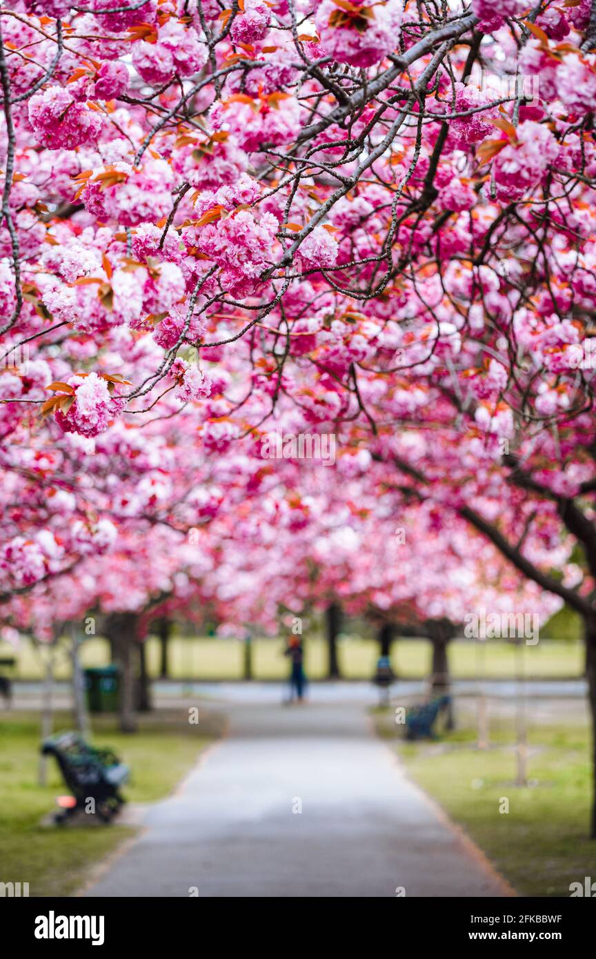Cherry Blossoms in Greenwich Park, London Stock Photo Alamy