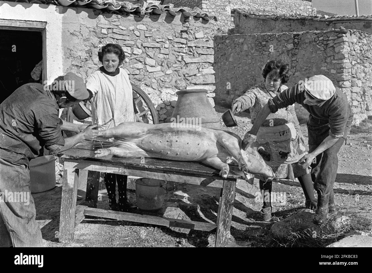 SPAIN, CUENCA, 1972. Spanish family washing a pig before butchering. Cuenca, Spain. Copyright photo by Peter Eastland. Stock Photo