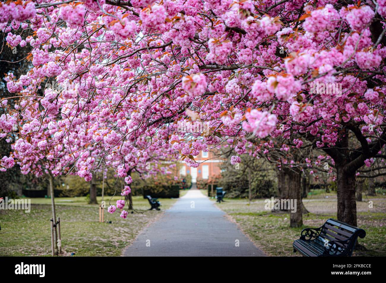 Cherry blossom greenwich park london hires stock photography and