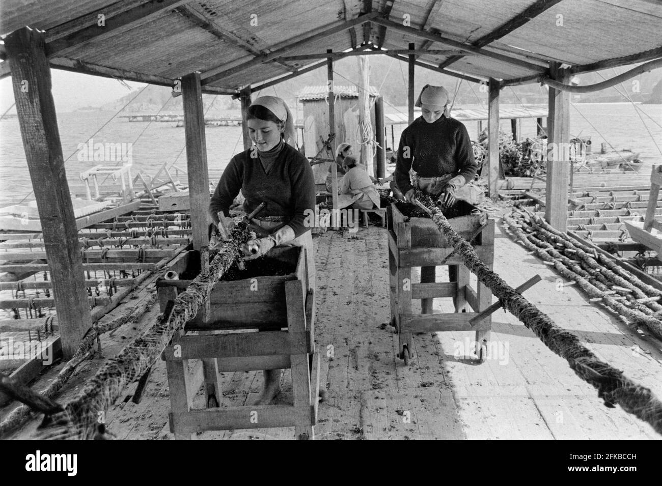 SPAIN - Galicia - 1970. women working on the mussel cultivation rafts in the bay of Lorbe near A Coruña, Galicia, North west Spain. Photo Copyright: P Stock Photo