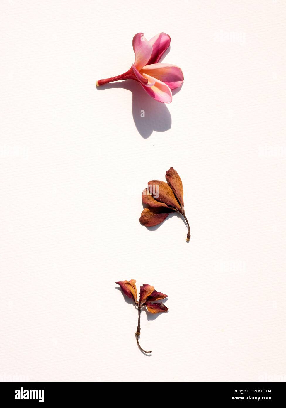A STILL LIFE OF THE INDIAN PINK CHAMPA FLOWER SHOWING PROGRESSION FROM A FRESH FLOWER DECAYING SLOWLY TO BEING COMPLETELY DRY Stock Photo