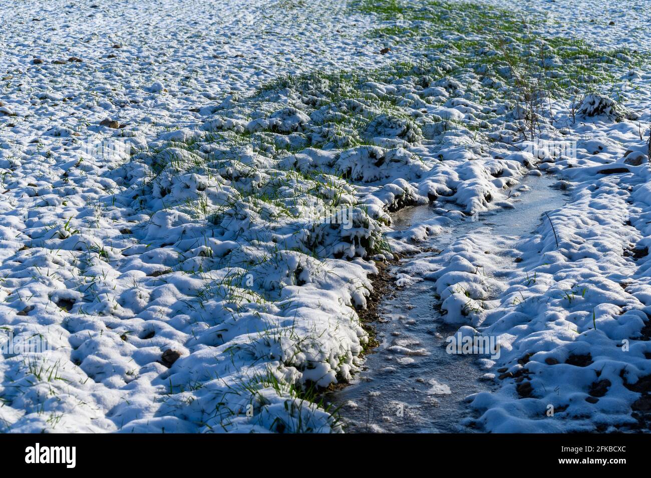Close up low angle shot of wet snow in grass. Stock Photo