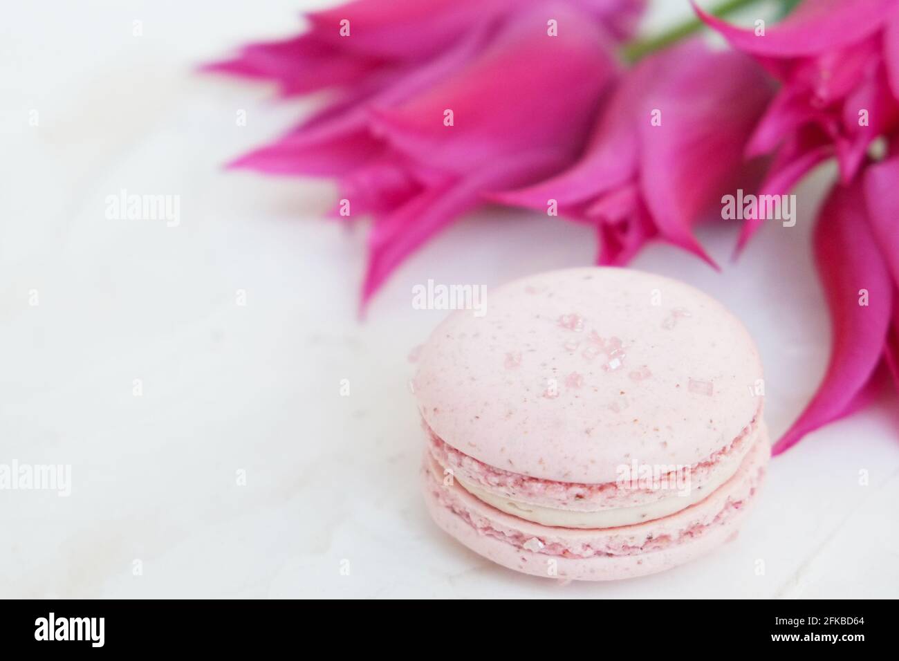 Beautiful feminine composition w/ pastel colors French macaroon sweets & purple tulip flower blossoms on white stucco background. 8 march women's day, Stock Photo