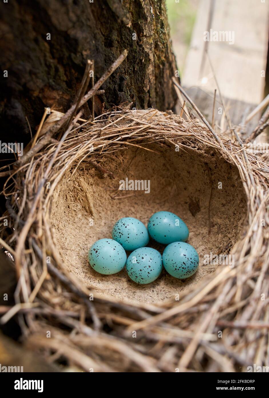Song Thrush Eggs Hi res Stock Photography And Images Alamy