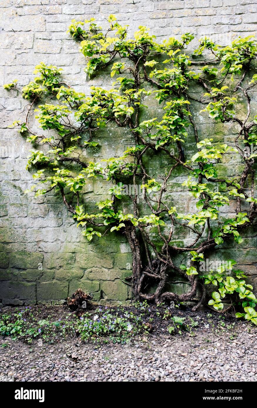 Tree covered in foliage growing in the courtyard at Snowshill Manor gardens, Worcestershire. Stock Photo