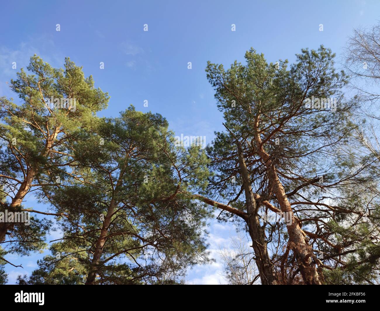 large trees against blue sky Stock Photo